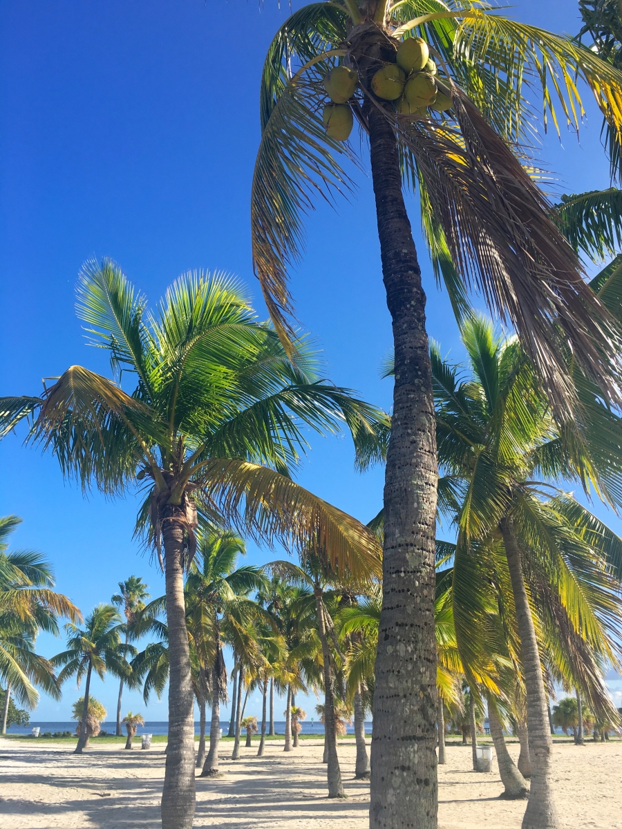 palm trees at bay